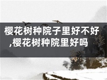 樱花树种院子里好不好,樱花树种院里好吗