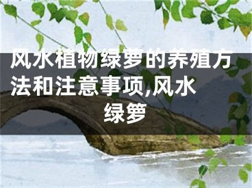 风水植物绿萝的养殖方法和注意事项,风水 绿箩