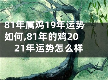 81年属鸡19年运势如何,81年的鸡2021年运势怎么样