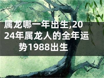 属龙哪一年出生,2024年属龙人的全年运势1988出生