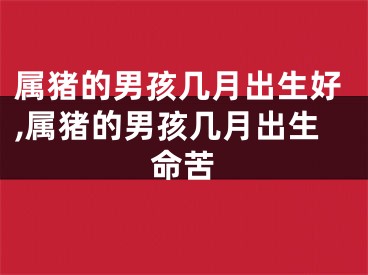 属猪的男孩几月出生好,属猪的男孩几月出生命苦