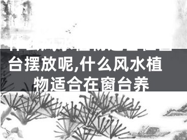 什么风水植物适合在窗台摆放呢,什么风水植物适合在窗台养