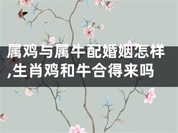 属鸡与属牛配婚姻怎样,生肖鸡和牛合得来吗