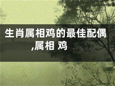 生肖属相鸡的最佳配偶,属相 鸡