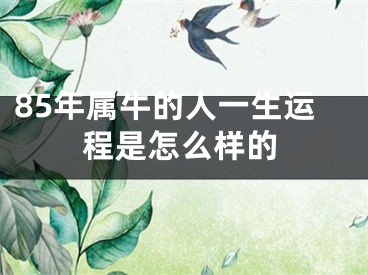 85年属牛的人一生运程是怎么样的