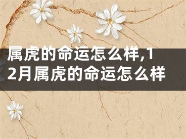 属虎的命运怎么样,12月属虎的命运怎么样