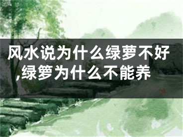 风水说为什么绿萝不好,绿箩为什么不能养