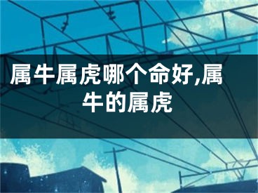 属牛属虎哪个命好,属牛的属虎