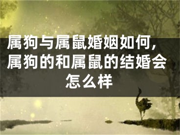 属狗与属鼠婚姻如何,属狗的和属鼠的结婚会怎么样