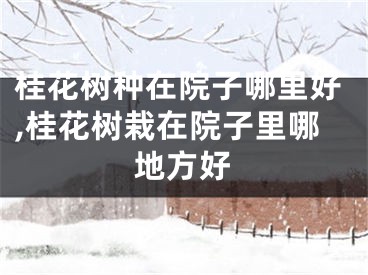 桂花树种在院子哪里好,桂花树栽在院子里哪地方好