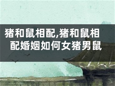猪和鼠相配,猪和鼠相配婚姻如何女猪男鼠