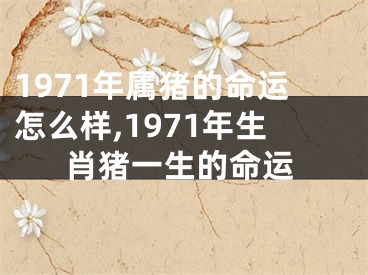 1971年属猪的命运怎么样,1971年生肖猪一生的命运
