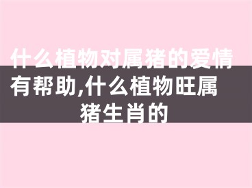 什么植物对属猪的爱情有帮助,什么植物旺属猪生肖的
