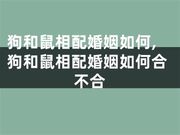 狗和鼠相配婚姻如何,狗和鼠相配婚姻如何合不合