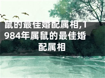 鼠的最佳婚配属相,1984年属鼠的最佳婚配属相