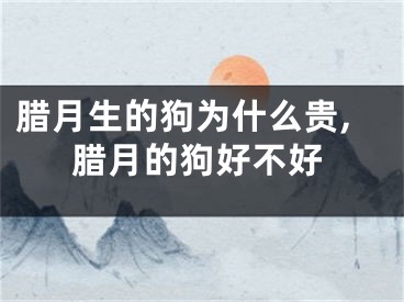腊月生的狗为什么贵,腊月的狗好不好