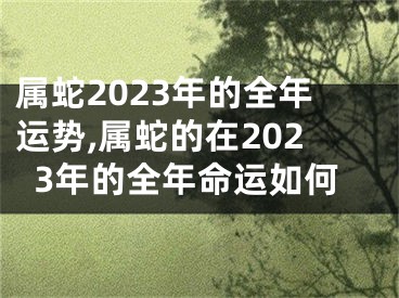 属蛇2023年的全年运势,属蛇的在2023年的全年命运如何