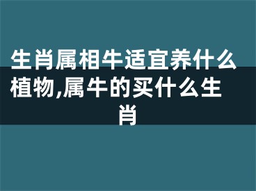 生肖属相牛适宜养什么植物,属牛的买什么生肖