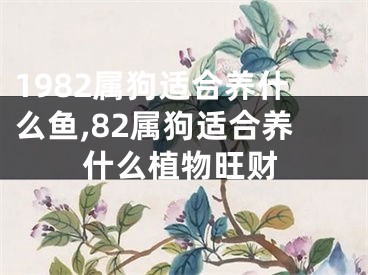 1982属狗适合养什么鱼,82属狗适合养什么植物旺财
