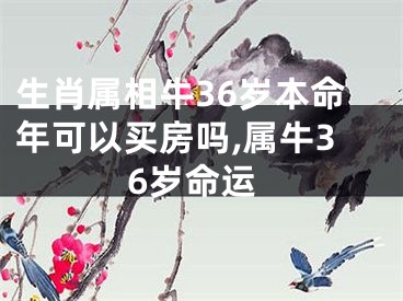 生肖属相牛36岁本命年可以买房吗,属牛36岁命运