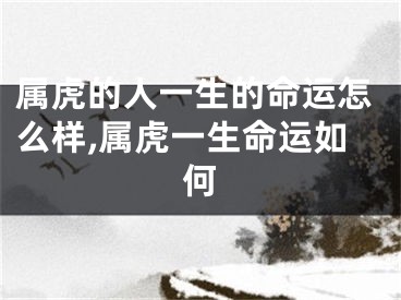 属虎的人一生的命运怎么样,属虎一生命运如何