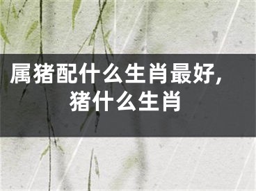 属猪配什么生肖最好,猪什么生肖