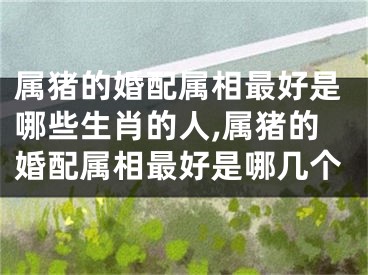 属猪的婚配属相最好是哪些生肖的人,属猪的婚配属相最好是哪几个