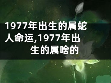 1977年出生的属蛇人命运,1977年出生的属啥的