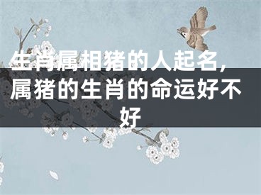 生肖属相猪的人起名,属猪的生肖的命运好不好