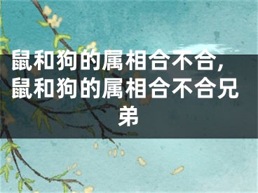 鼠和狗的属相合不合,鼠和狗的属相合不合兄弟
