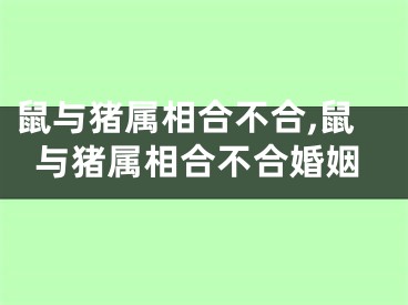 鼠与猪属相合不合,鼠与猪属相合不合婚姻