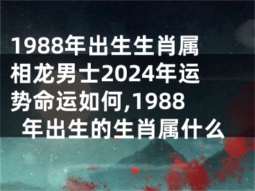 1988年出生生肖属相龙男士2024年运势命运如何,1988年出生的生肖属什么