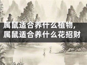 属鼠适合养什么植物,属鼠适合养什么花招财