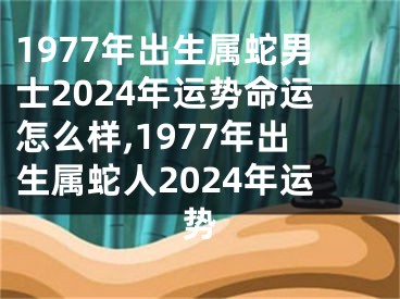 1977年出生属蛇男士2024年运势命运怎么样,1977年出生属蛇人2024年运势