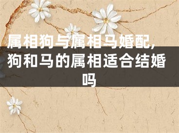 属相狗与属相马婚配,狗和马的属相适合结婚吗