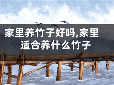家里养竹子好吗,家里适合养什么竹子