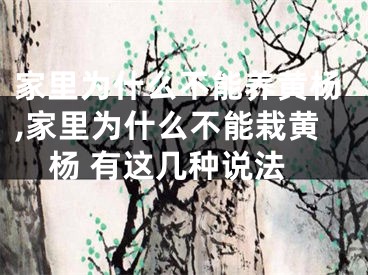 家里为什么不能养黄杨,家里为什么不能栽黄杨 有这几种说法