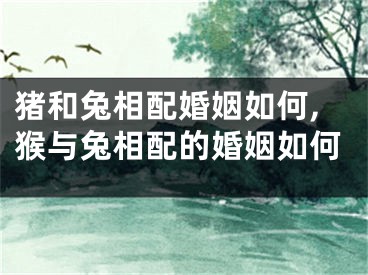 猪和兔相配婚姻如何,猴与兔相配的婚姻如何