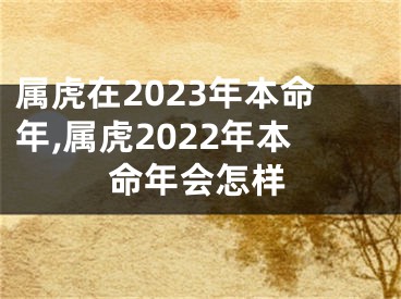 属虎在2023年本命年,属虎2022年本命年会怎样