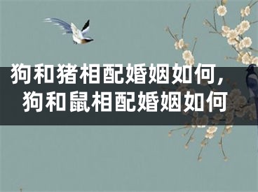 狗和猪相配婚姻如何,狗和鼠相配婚姻如何