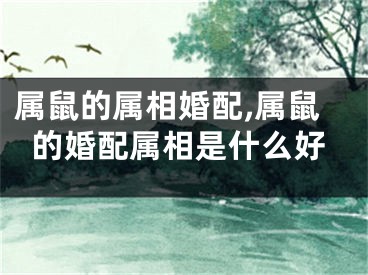属鼠的属相婚配,属鼠的婚配属相是什么好