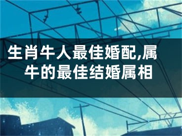 生肖牛人最佳婚配,属牛的最佳结婚属相