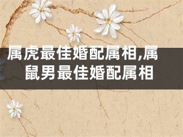 属虎最佳婚配属相,属鼠男最佳婚配属相