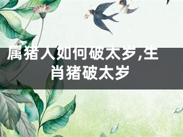 属猪人如何破太岁,生肖猪破太岁