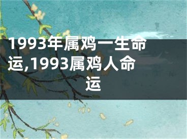1993年属鸡一生命运,1993属鸡人命运