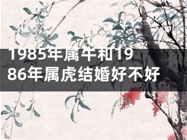 1985年属牛和1986年属虎结婚好不好