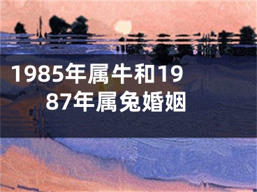 1985年属牛和1987年属兔婚姻
