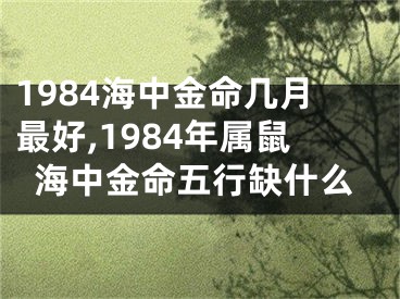 1984海中金命几月最好,1984年属鼠海中金命五行缺什么