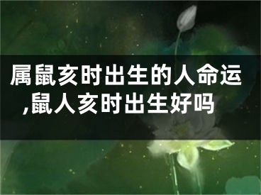 属鼠亥时出生的人命运,鼠人亥时出生好吗