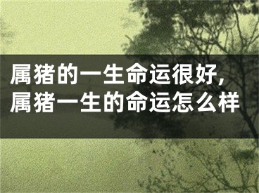 属猪的一生命运很好,属猪一生的命运怎么样